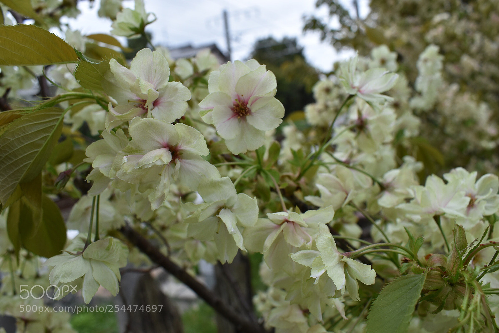 Nikon D5600 sample photo. Green sakura photography