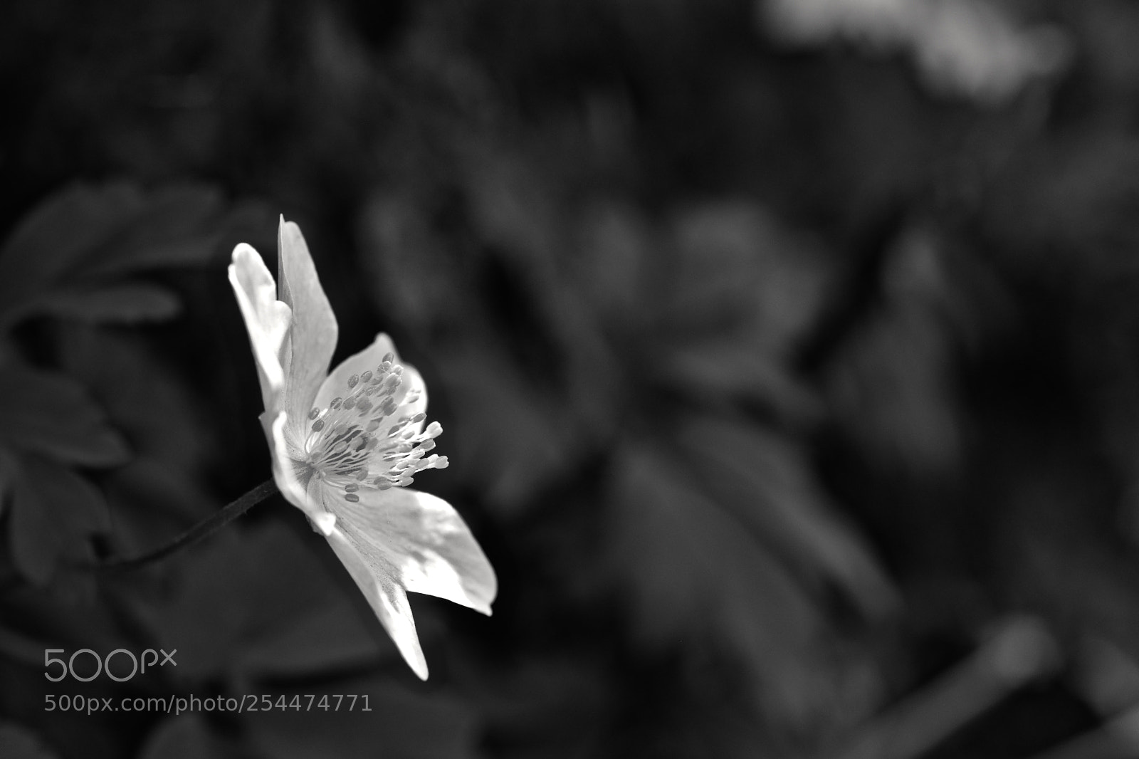 Nikon D5600 sample photo. Light casts out the photography