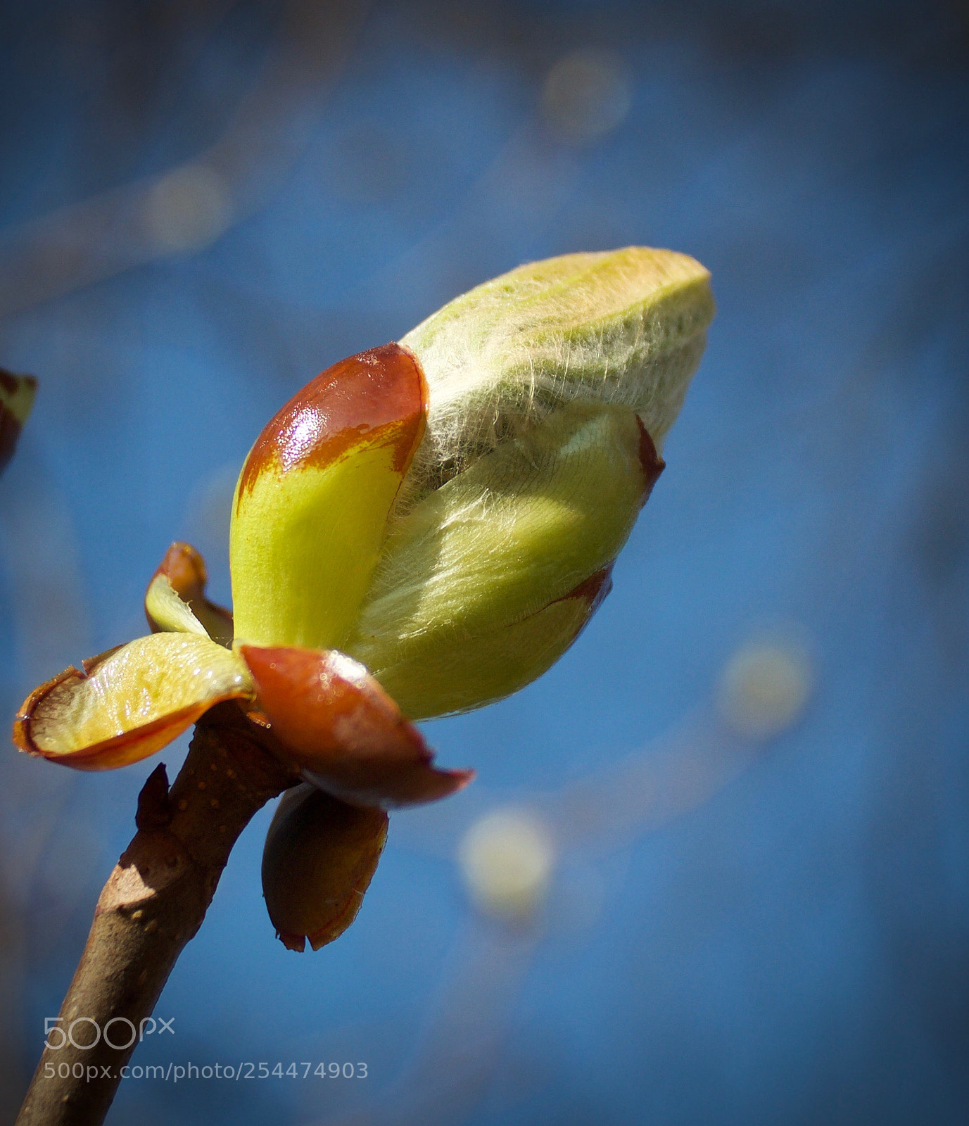 Canon EOS 550D (EOS Rebel T2i / EOS Kiss X4) sample photo. Finally the spring is photography