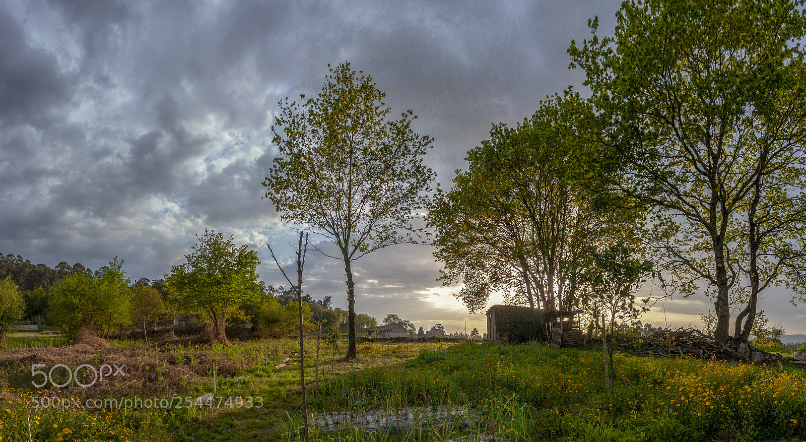 Canon EOS 40D sample photo. Primaveira no calvo photography
