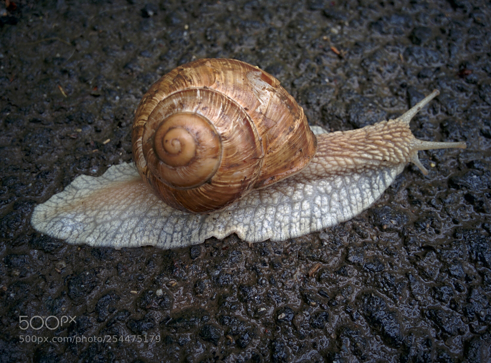 LG Nexus 5 sample photo. Snail away photography