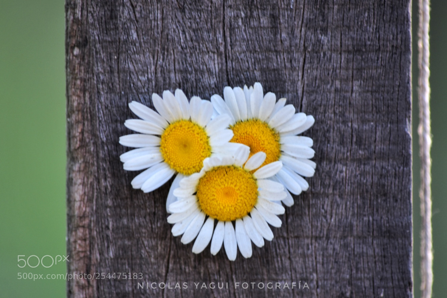 Nikon D7200 sample photo. Flowers photography