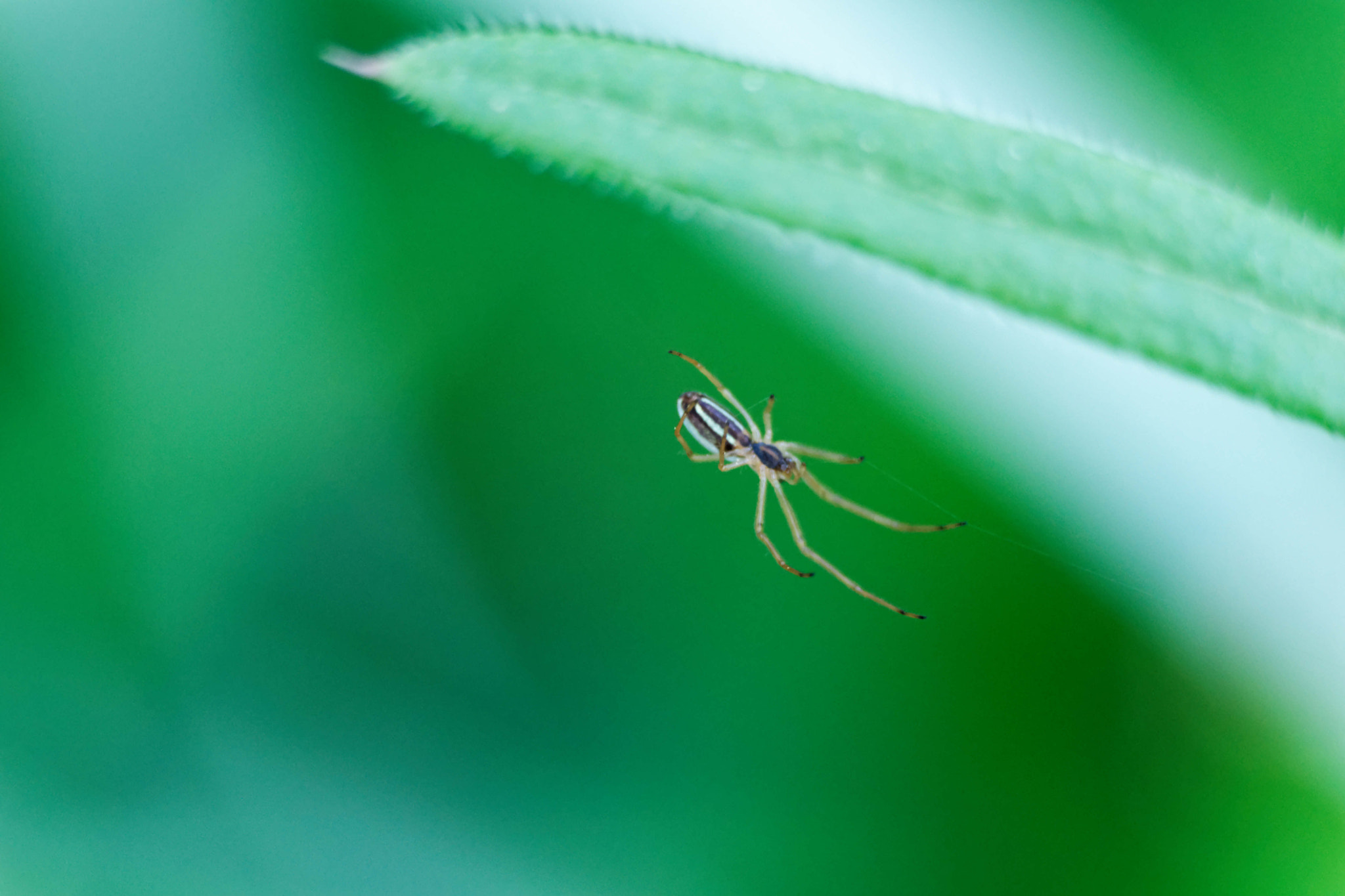 Nikon D3300 sample photo. Minuscule araignée photography