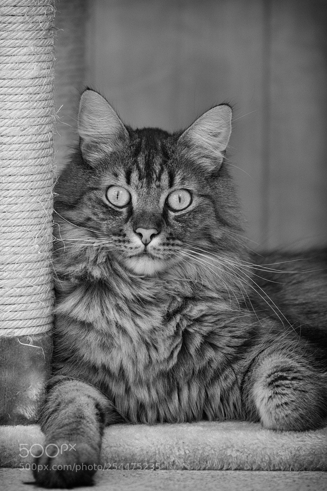 Canon EOS 60D sample photo. Chillen photography