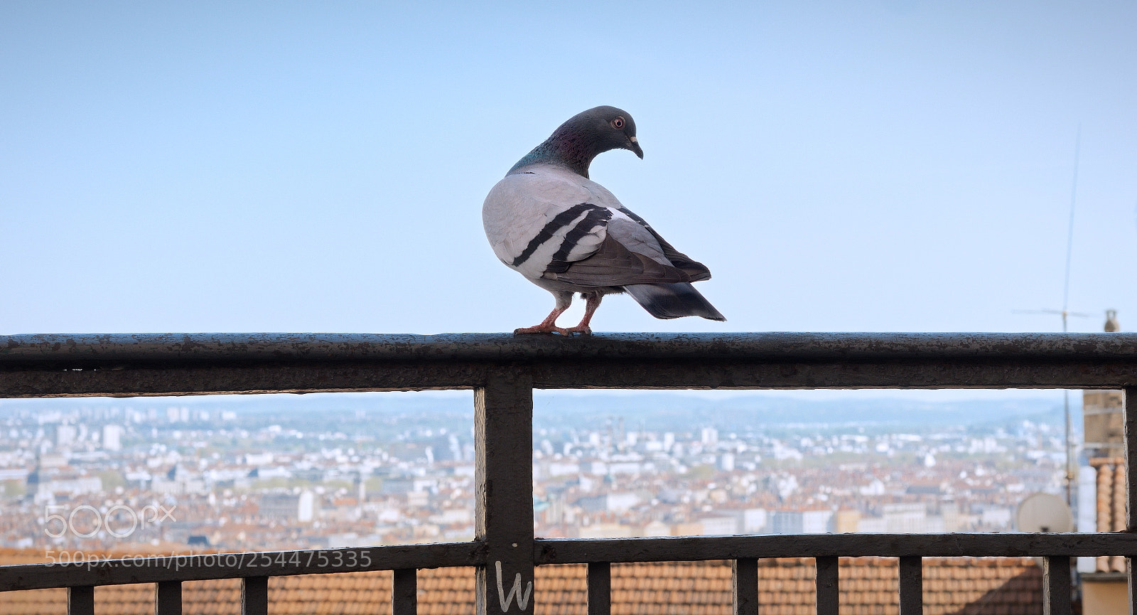 Panasonic Lumix DC-GH5 sample photo. Spectateur photography