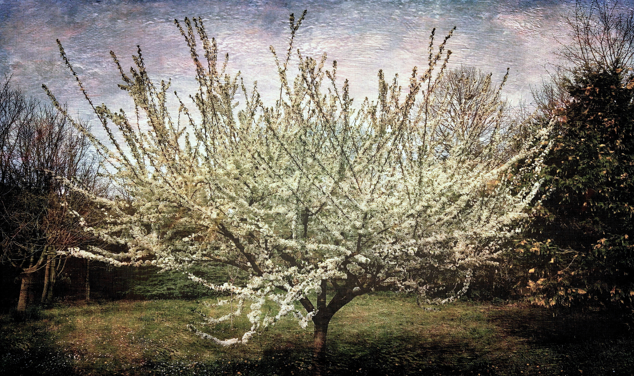ASUS ZenFone 3 Max (ZC520TL) sample photo. Cherry blossoms photography