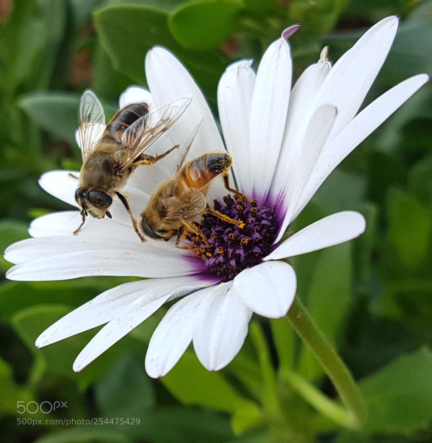 Samsung Galaxy S7 Edge sample photo. Bees photography