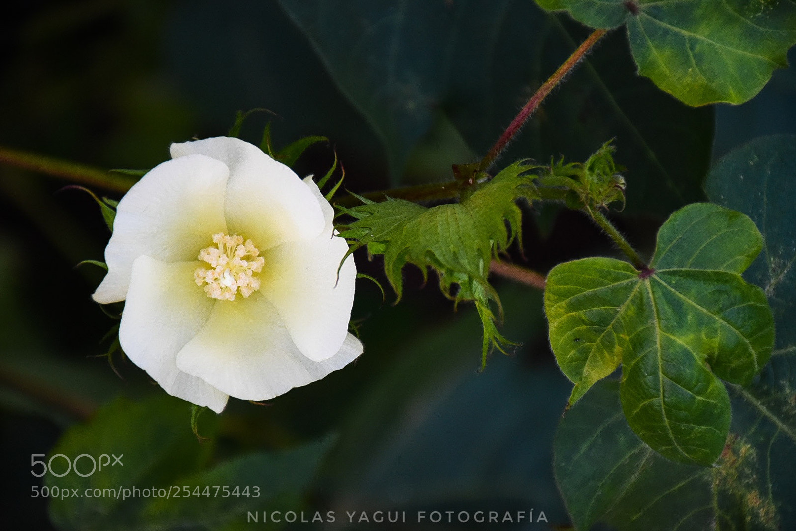 Nikon D7200 sample photo. Flower photography
