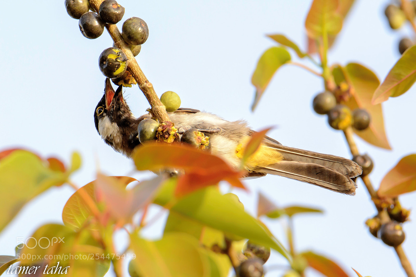 Nikon D7100 sample photo. Copy copy photography