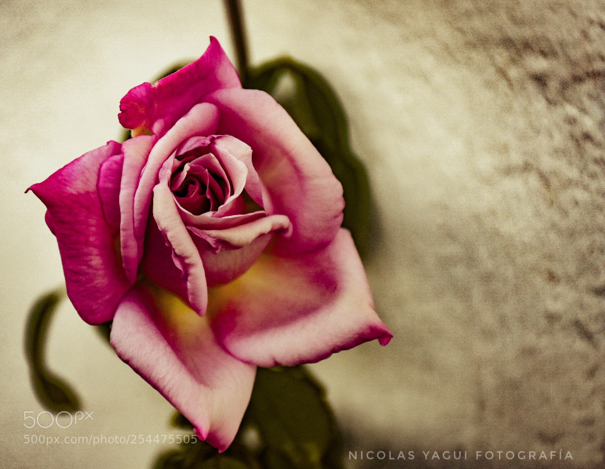Nikon D7200 sample photo. Rosa photography
