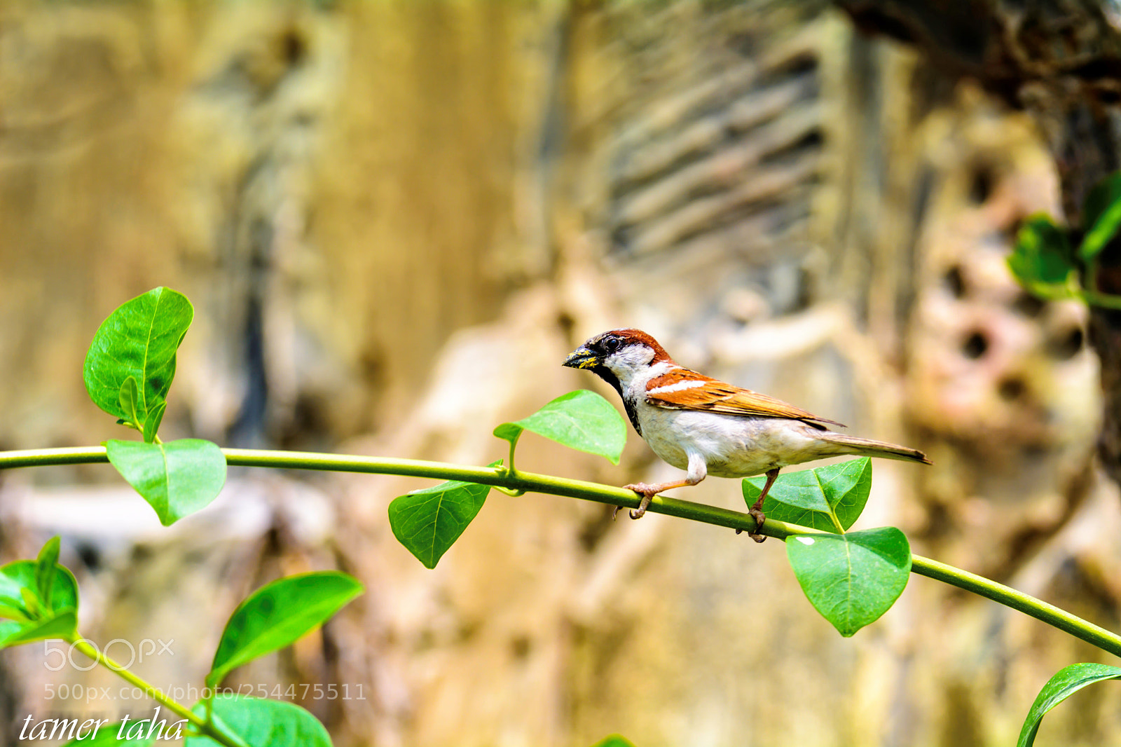 Nikon D7100 sample photo. Copy copy photography