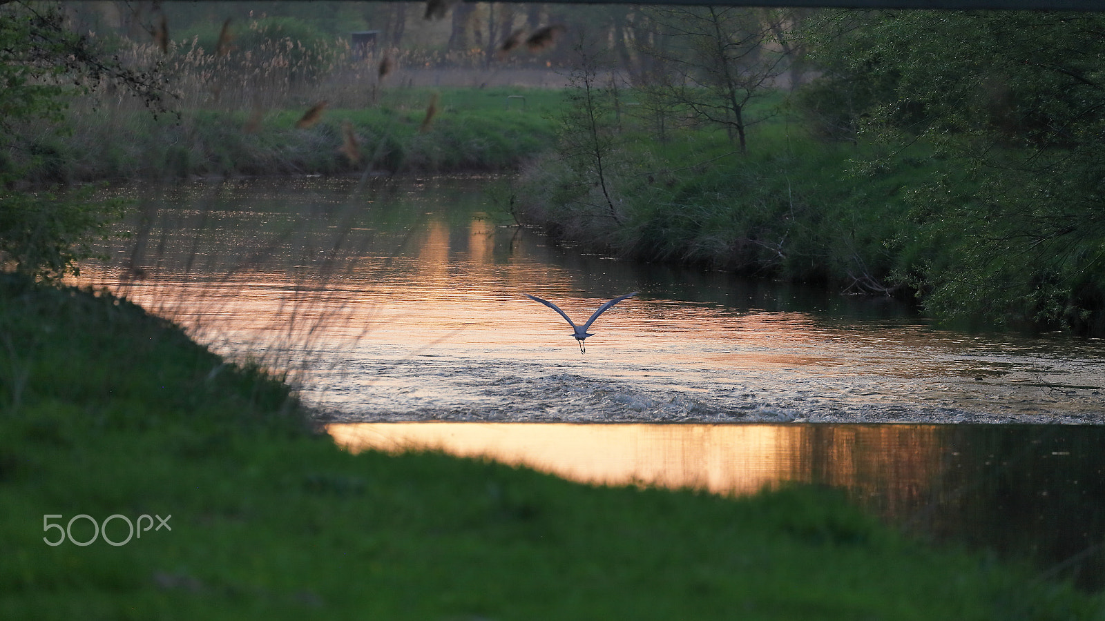 Canon EF 70-300mm F4-5.6L IS USM sample photo. Grey heron looks for his night quarter photography