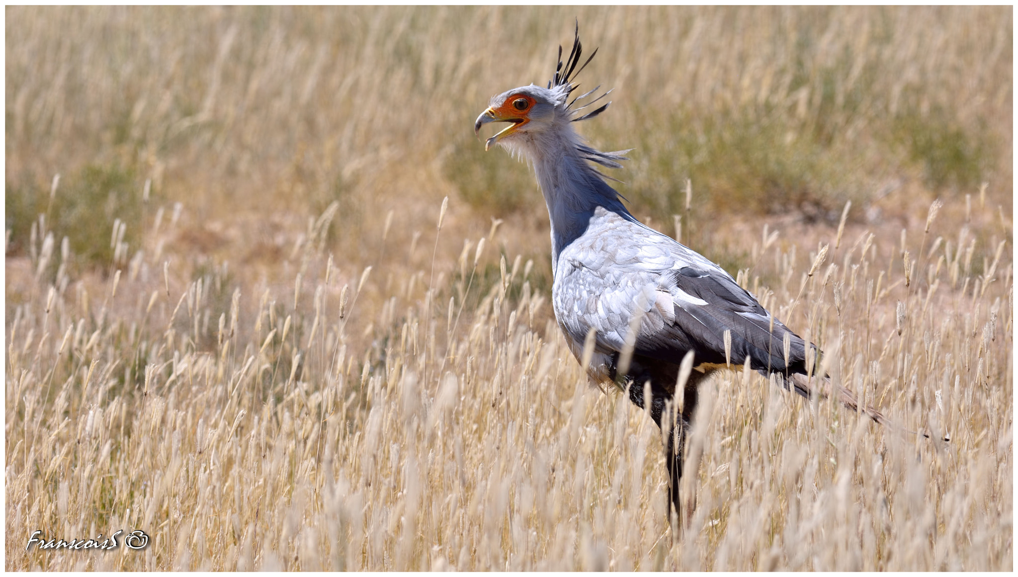 Nikon AF-S Nikkor 200-500mm F5.6E ED VR sample photo. Secretary bird photography