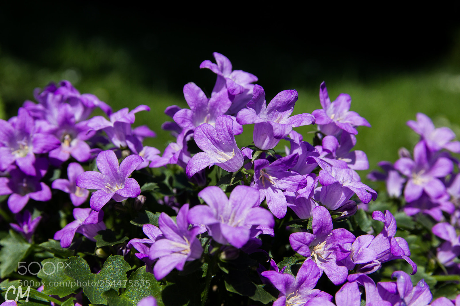 Canon EOS 1200D (EOS Rebel T5 / EOS Kiss X70 / EOS Hi) sample photo. Powerfull spring () photography
