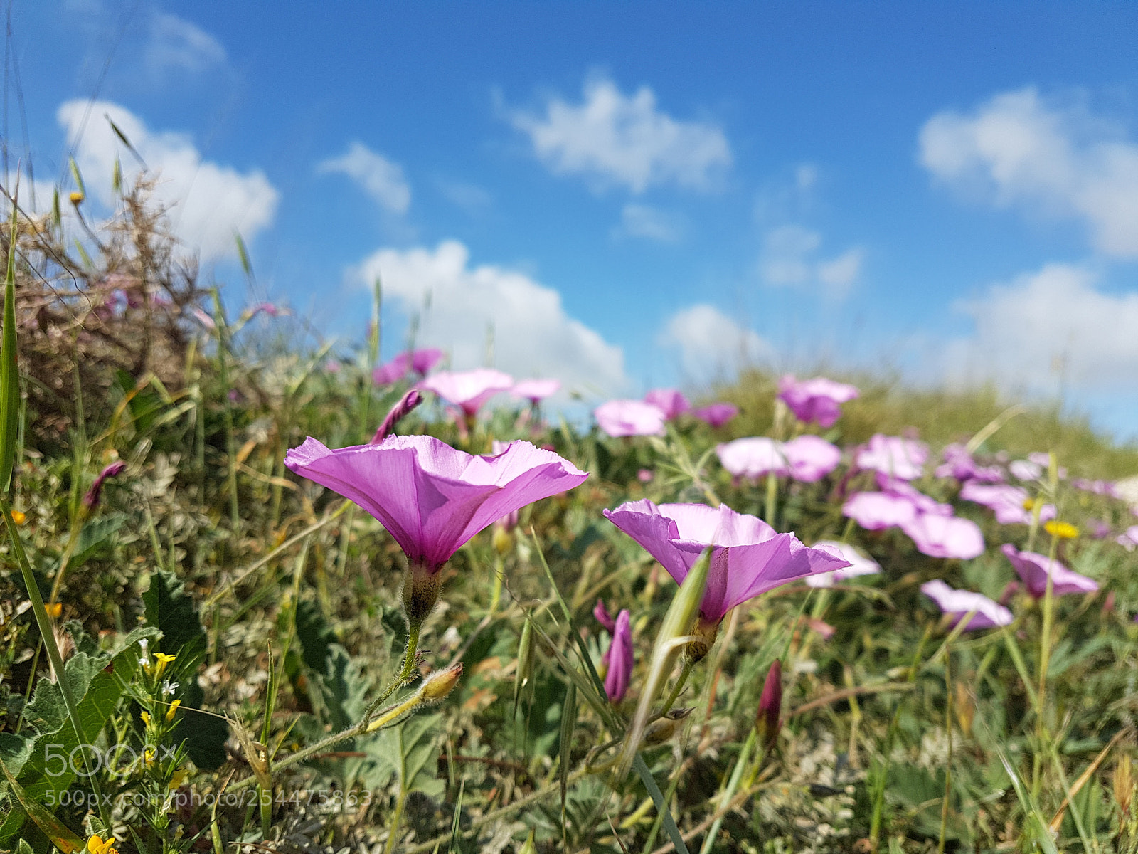 Samsung Galaxy S7 Edge sample photo. Wild flowers photography