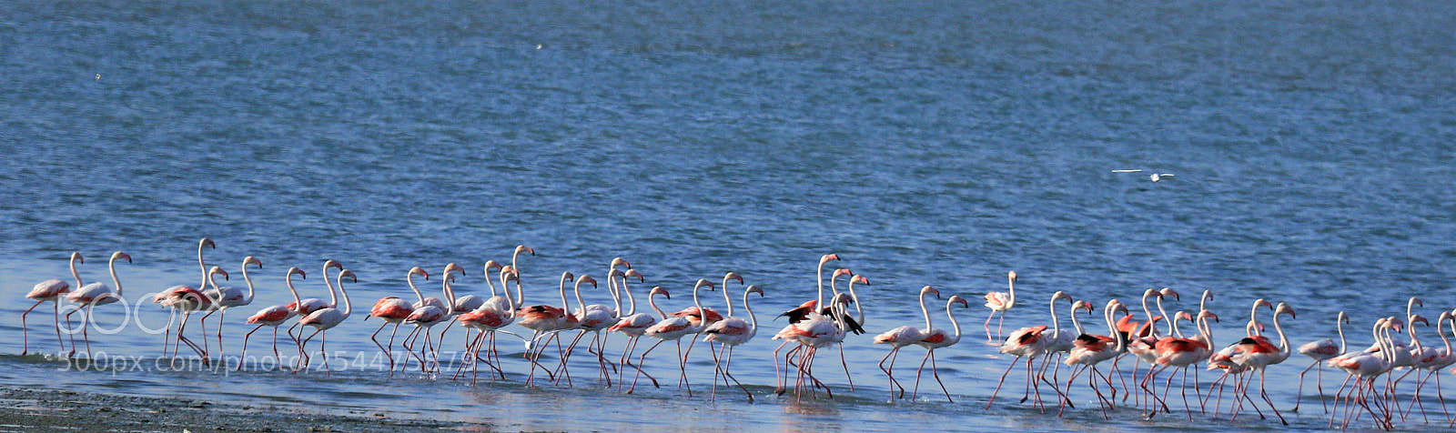 Canon EOS 7D Mark II sample photo. The flamingo photography