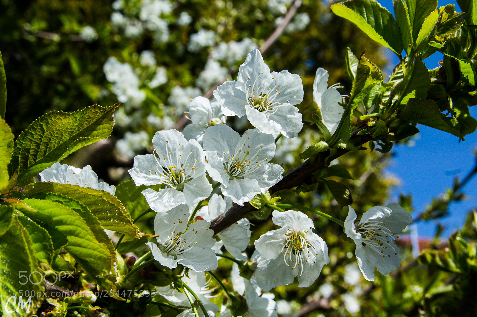 Canon EOS 1200D (EOS Rebel T5 / EOS Kiss X70 / EOS Hi) sample photo. Powerfull spring () photography