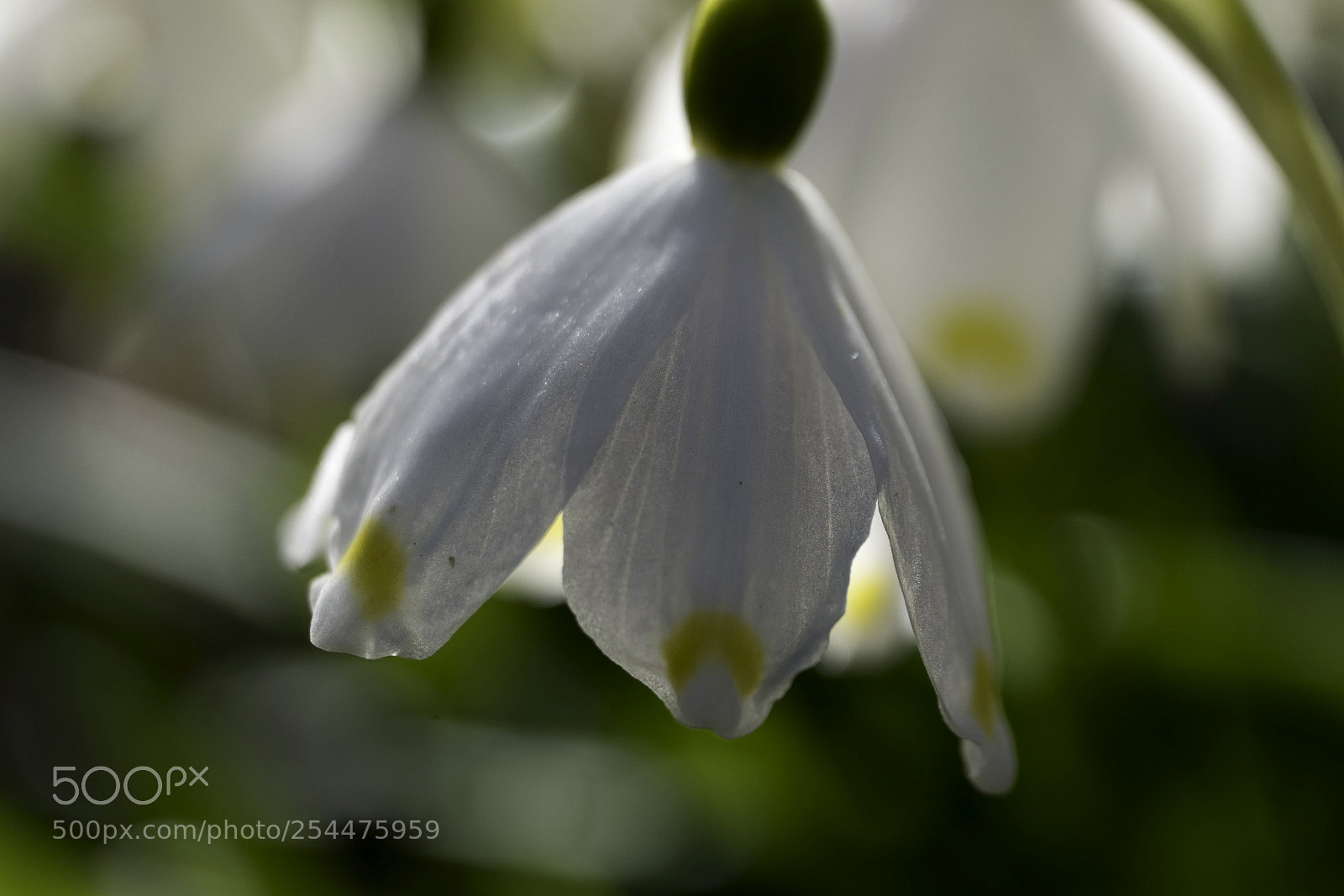 Fujifilm X-T20 sample photo. Spring blossom photography