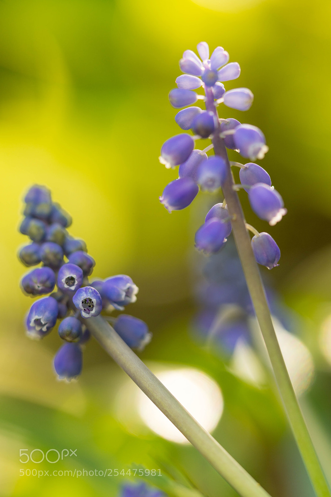 Sony a6000 sample photo. Grape hyacinth photography