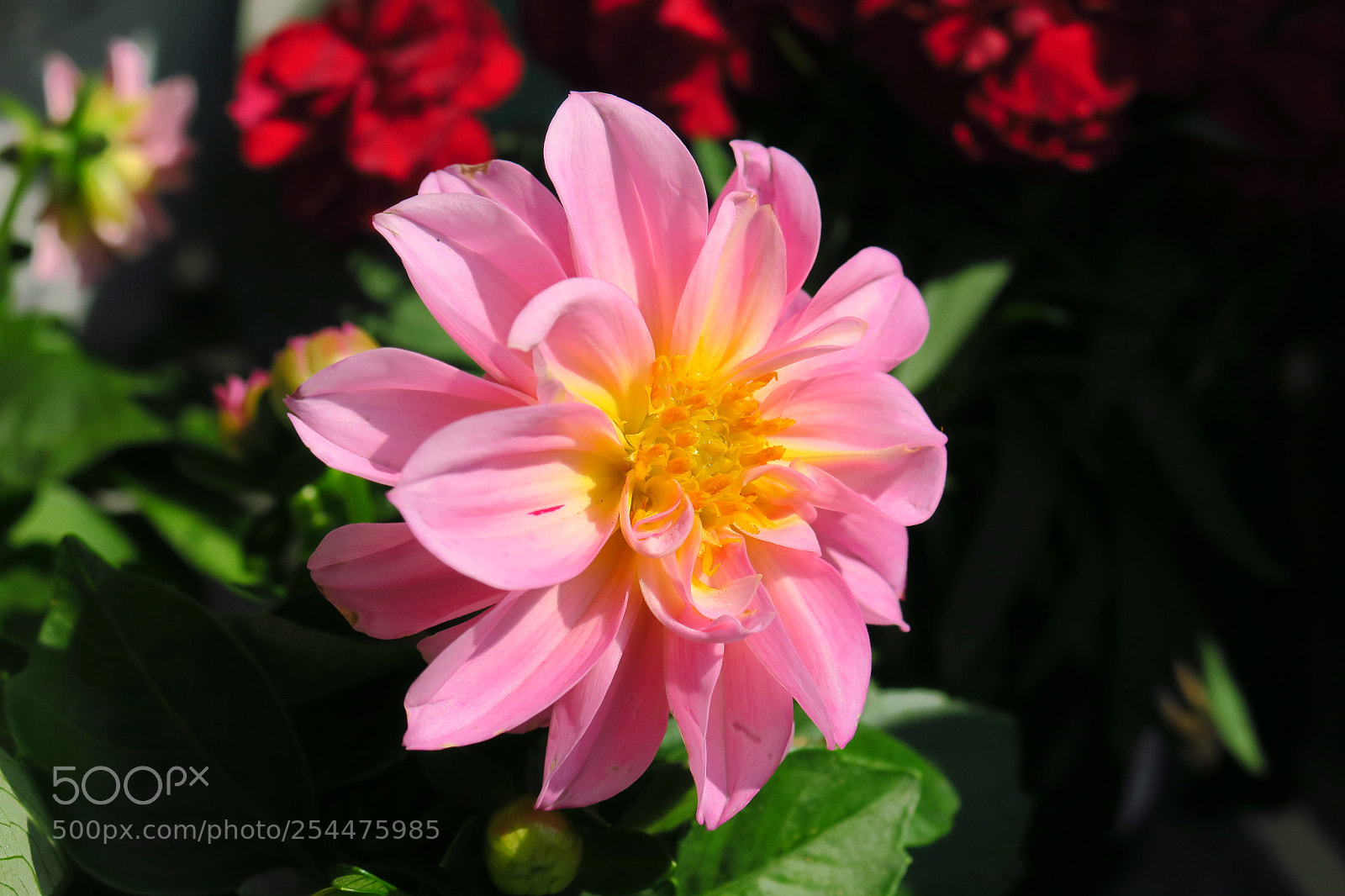 Canon PowerShot G3 X sample photo. Img photography