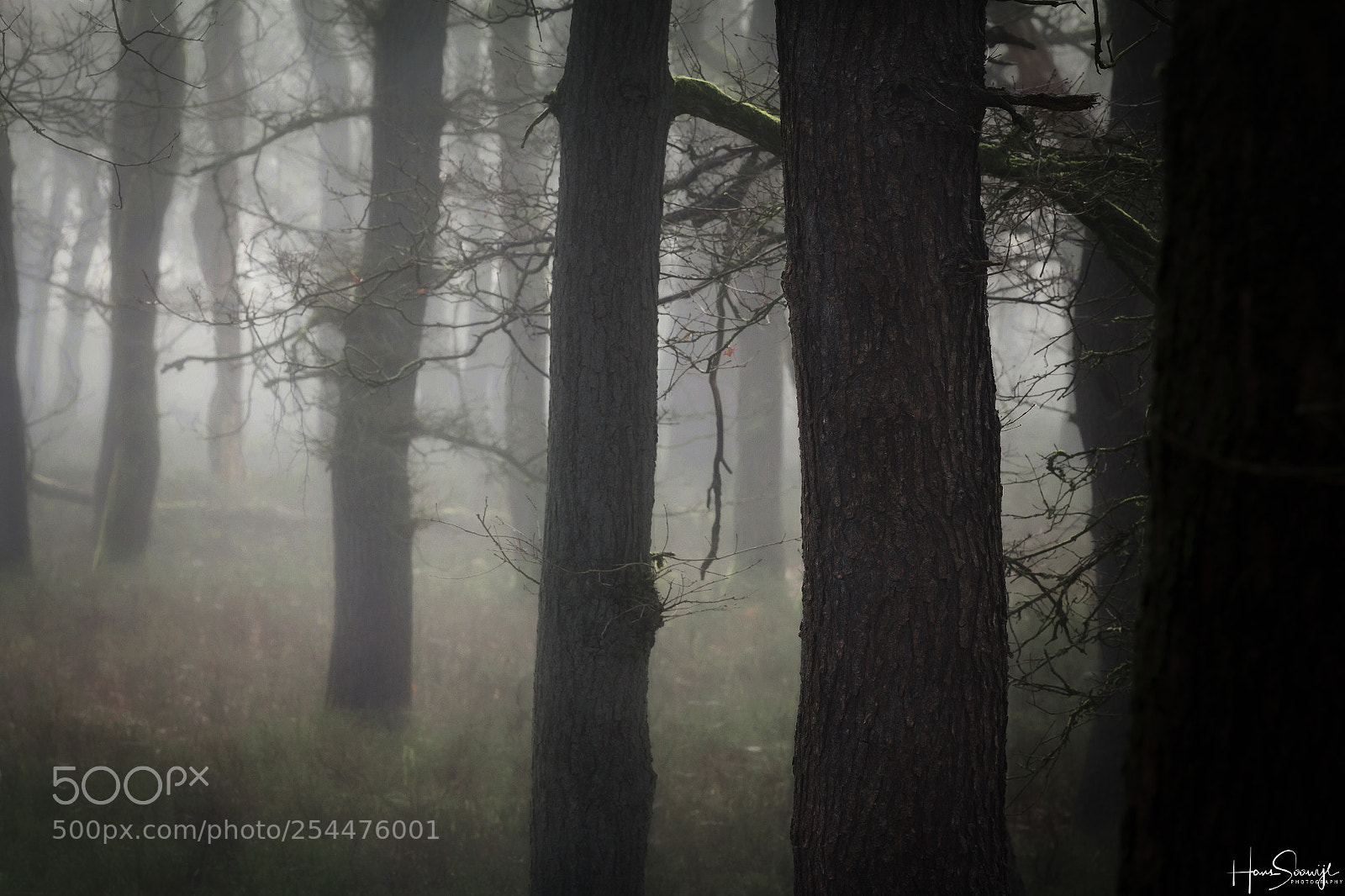 Canon EOS 70D sample photo. Treeline photography