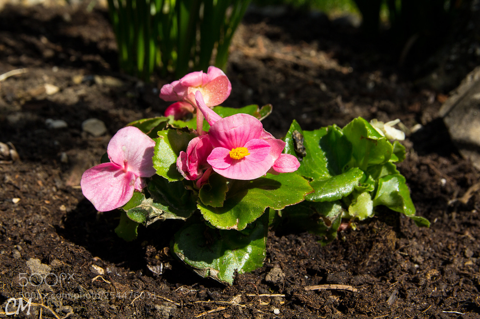 Canon EOS 1200D (EOS Rebel T5 / EOS Kiss X70 / EOS Hi) sample photo. Powerfull spring () photography