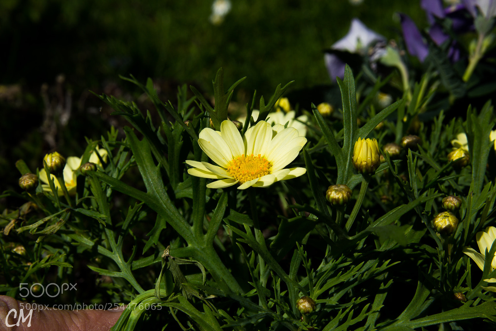 Canon EOS 1200D (EOS Rebel T5 / EOS Kiss X70 / EOS Hi) sample photo. Powerfull spring () photography