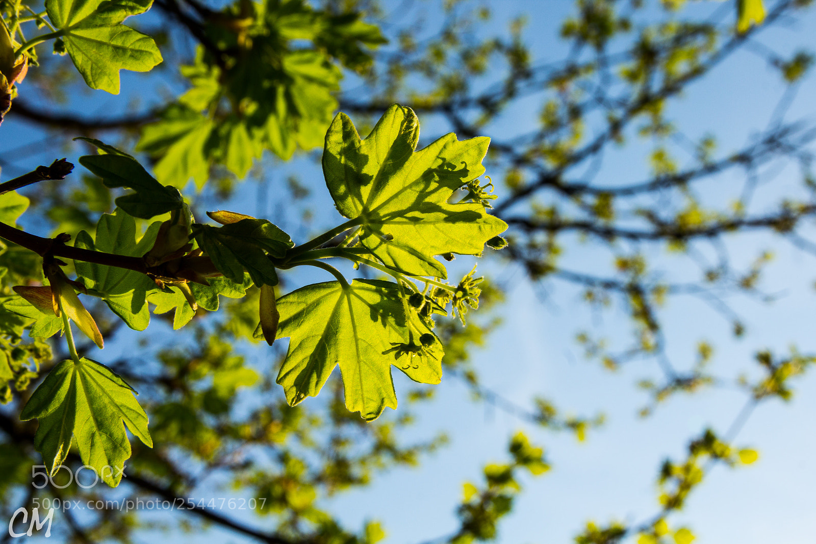 Canon EOS 1200D (EOS Rebel T5 / EOS Kiss X70 / EOS Hi) sample photo. Powerfull spring () photography