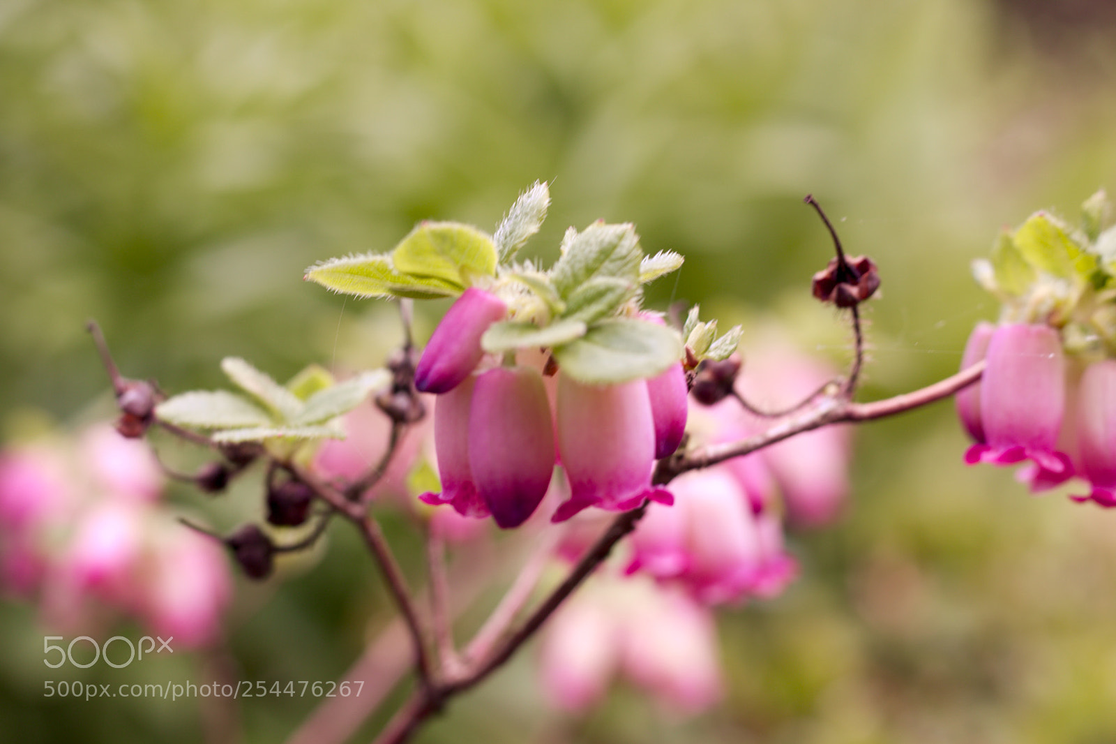 Canon EOS 70D sample photo. Spring photography