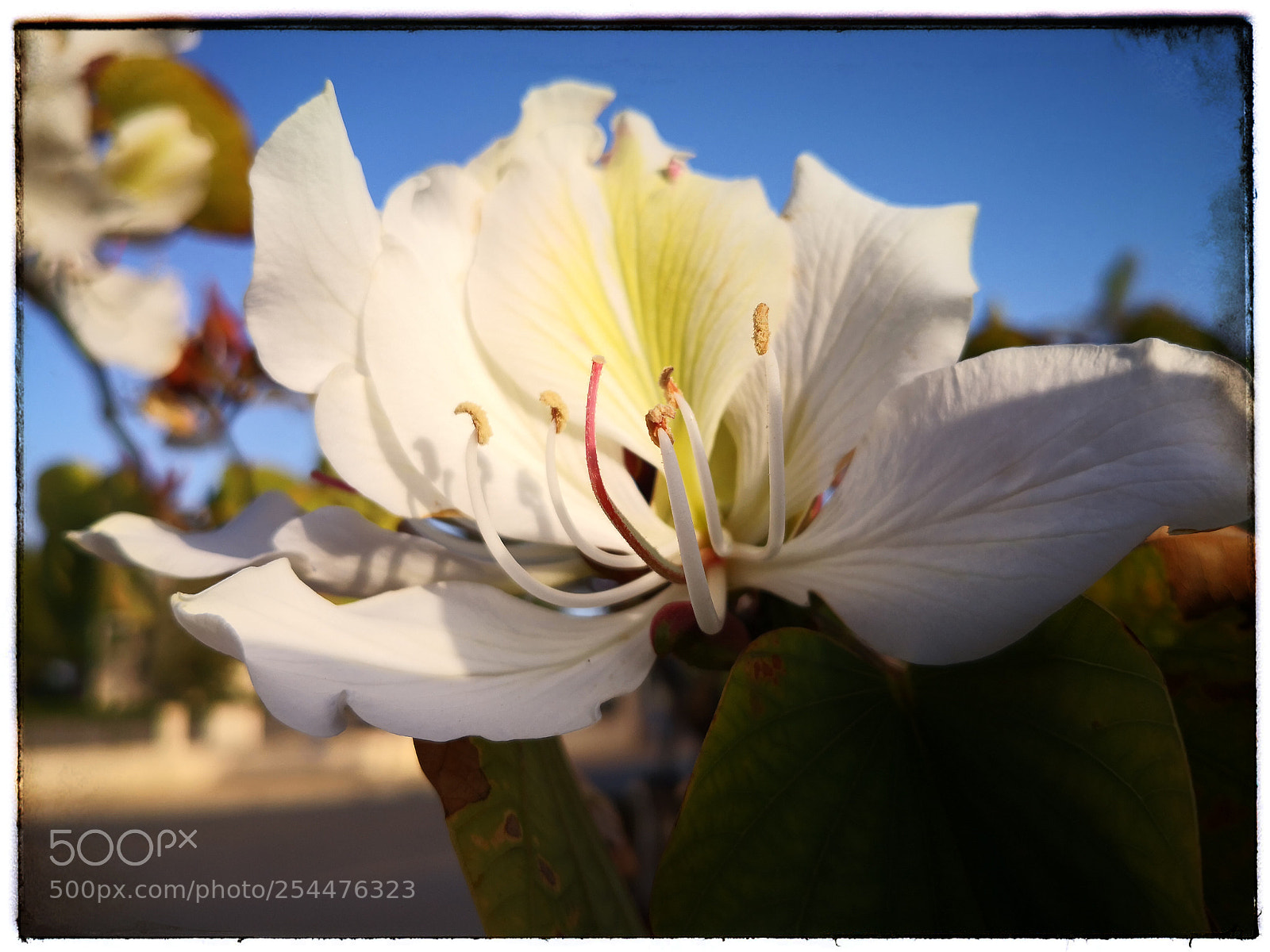 HUAWEI Mate 10 sample photo. Untitled photography