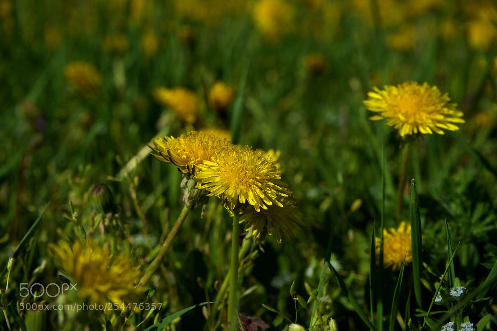 Sony a7 sample photo. Dandelion photography