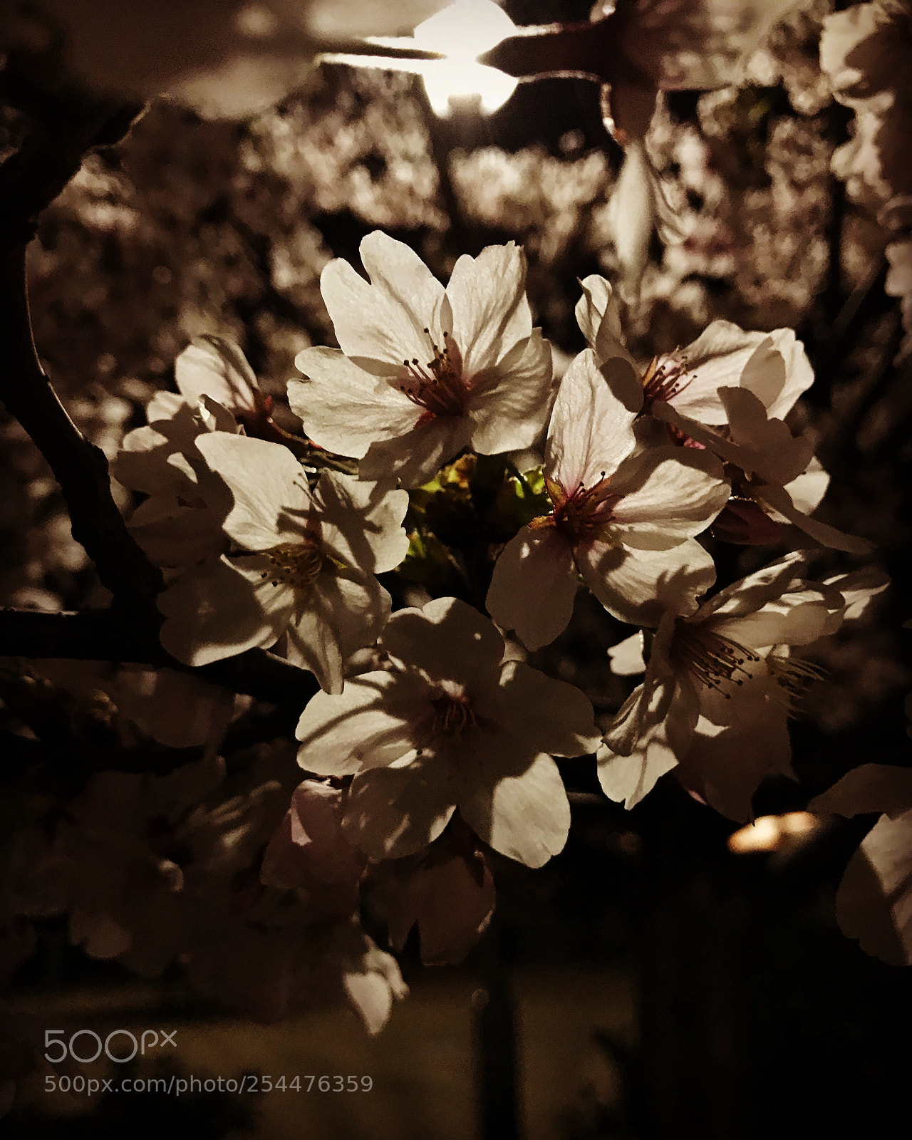 Apple iPhone 7 sample photo. Spring night photography