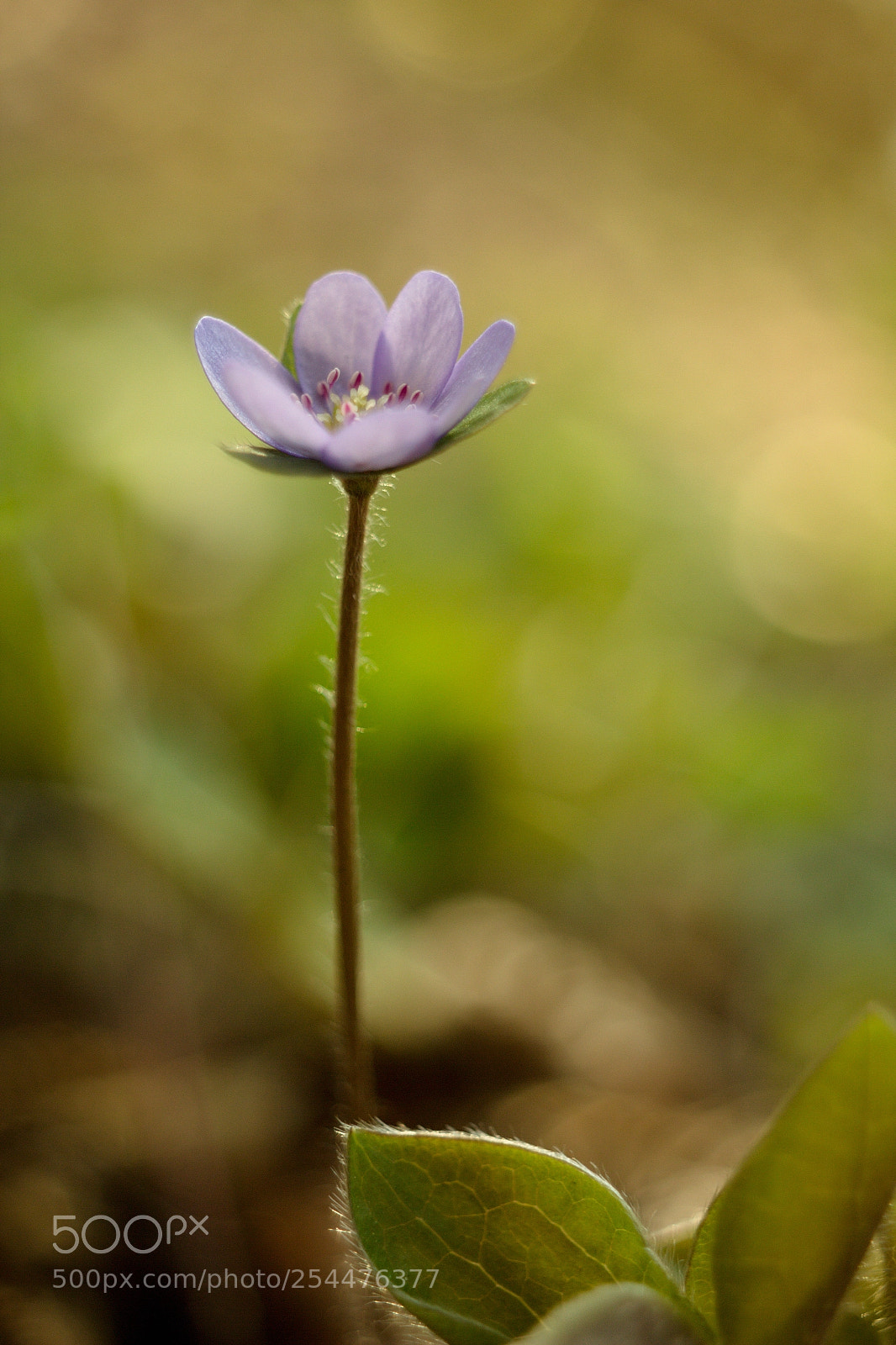Canon EOS 60D sample photo. Anemone hepatica photography