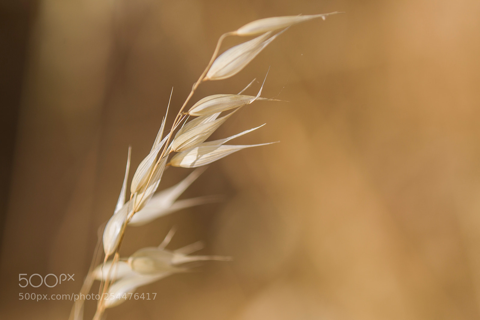 Canon EOS-1D Mark IV sample photo. Summer is coming photography