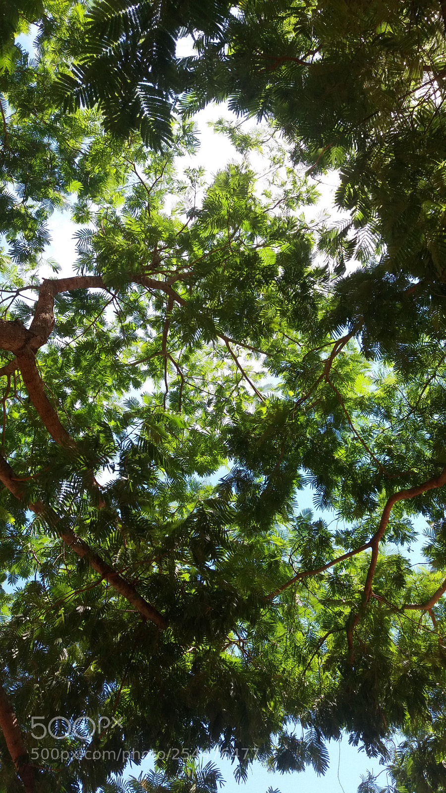 Samsung Galaxy J5 sample photo. Tree photography