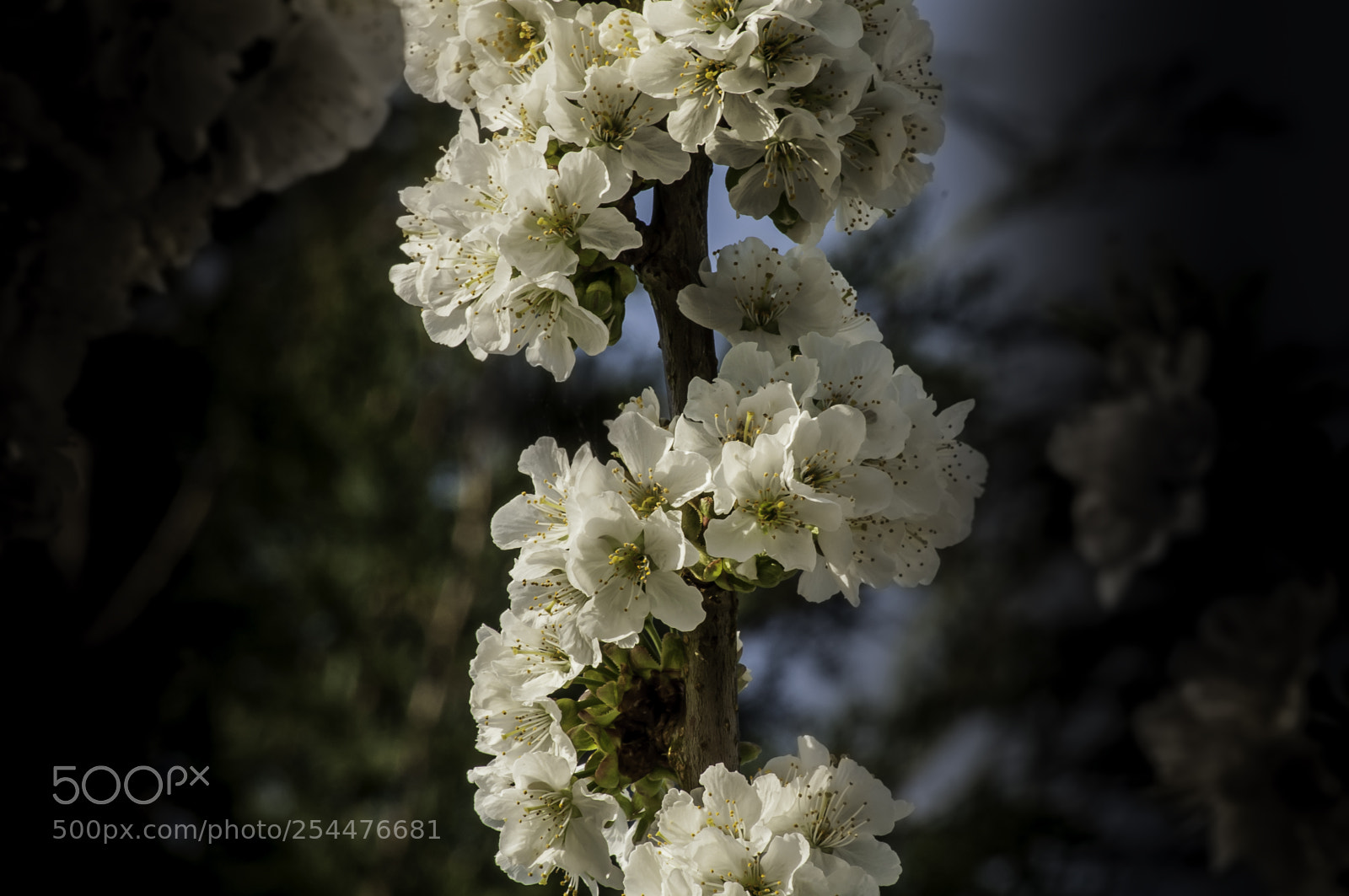 Nikon D5000 sample photo. White blossem photography
