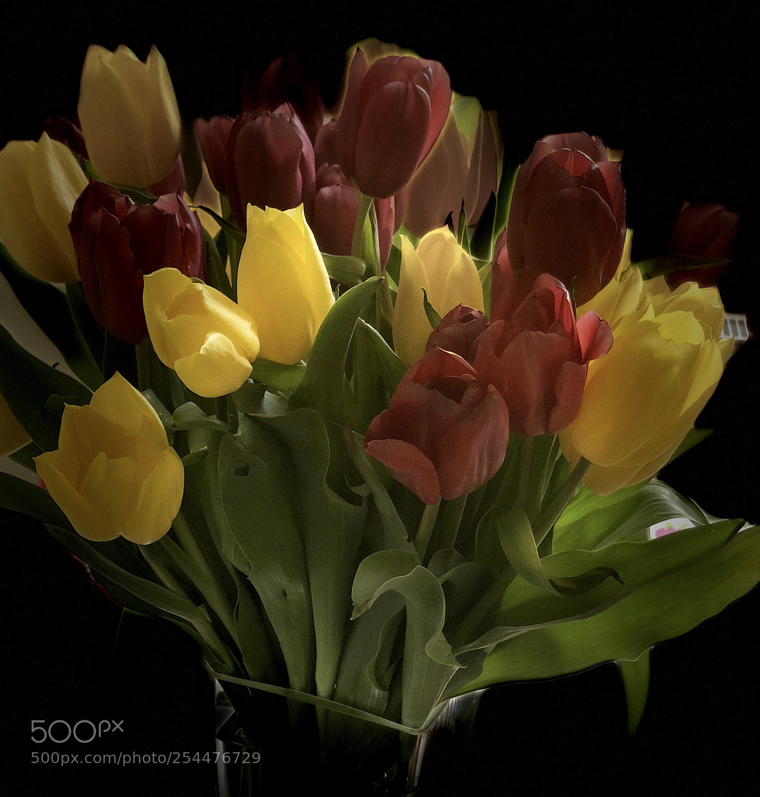 Apple iPhone X sample photo. Tulpen pur photography