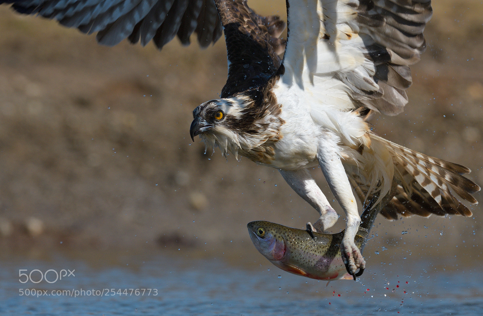 Nikon D850 sample photo. Osprey photography