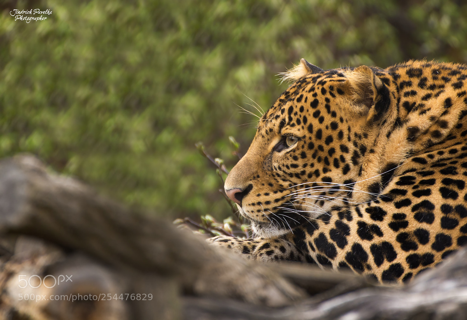 Canon EOS 100D (EOS Rebel SL1 / EOS Kiss X7) sample photo. Javan leopard panthera pardus photography