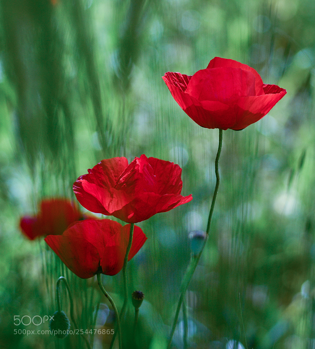 Nikon D7100 sample photo. Gelincik photography