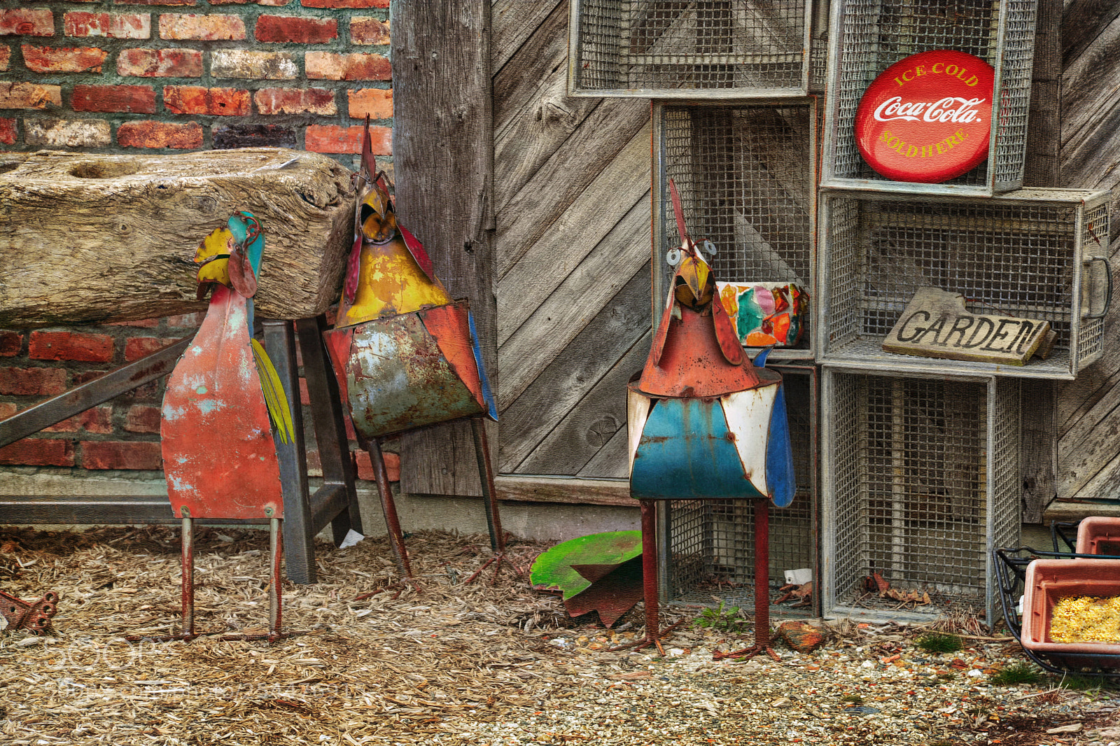 Nikon D7100 sample photo. Yard strutters photography