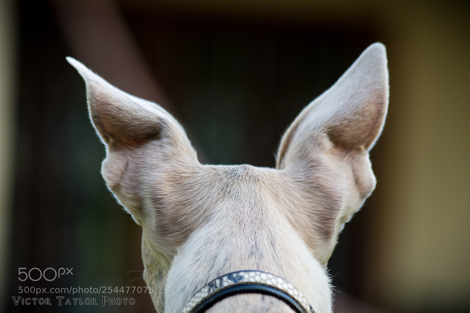 Nikon D7100 sample photo. Yuri the whippet photography