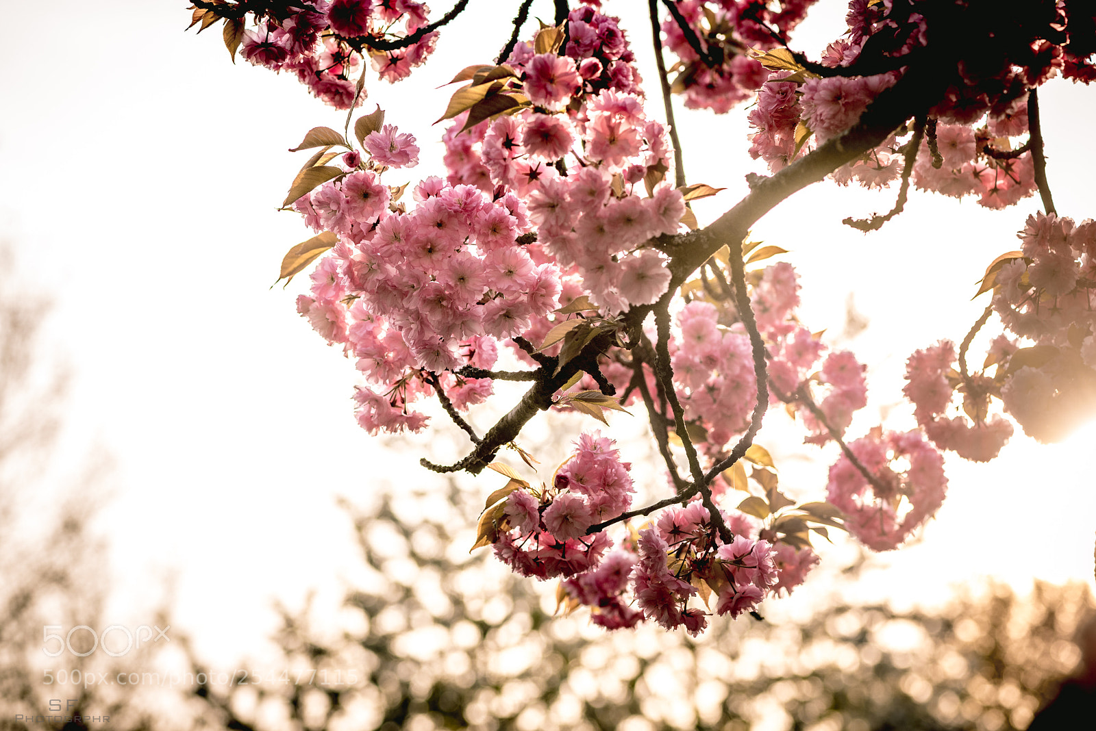 Nikon D750 sample photo. Cherry blossom 106/365 (spring) photography