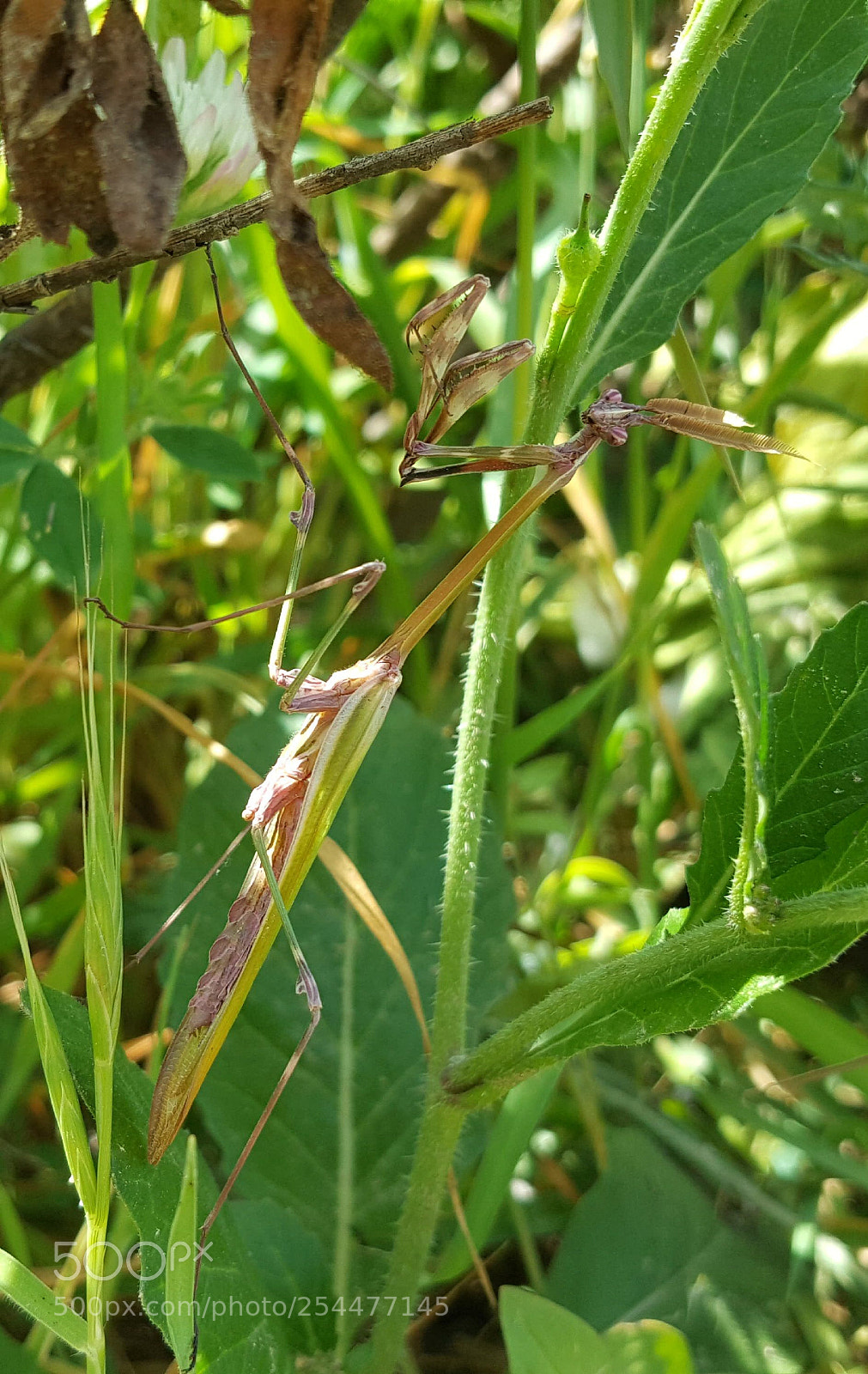 Samsung Galaxy Note5 sample photo. Insect photography