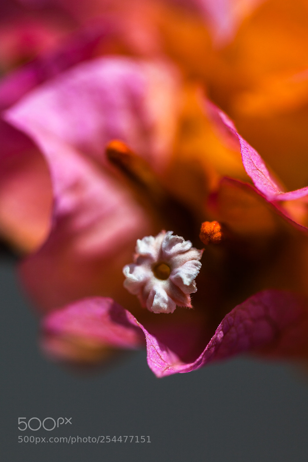 Canon EOS 5D Mark II sample photo. Macrome photography