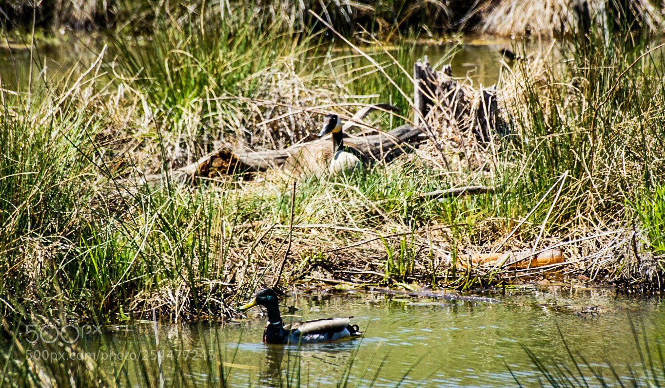 Sony a6000 sample photo. Goose duck photography
