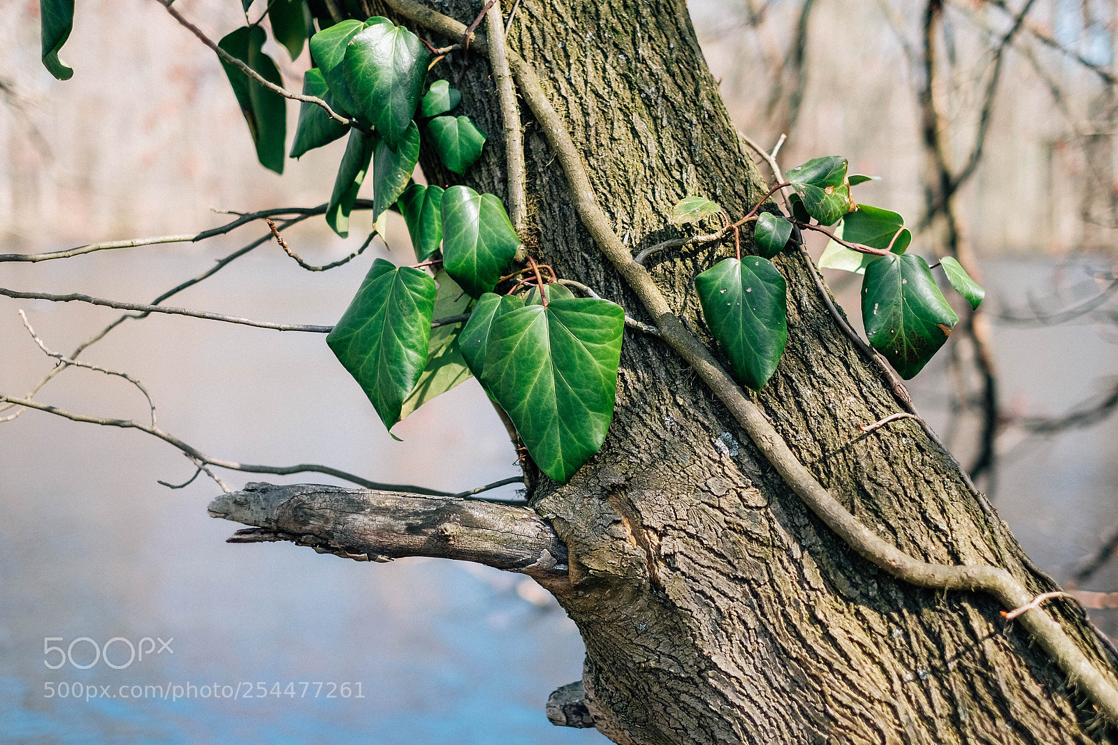 Fujifilm X-T10 sample photo. Ivy photography