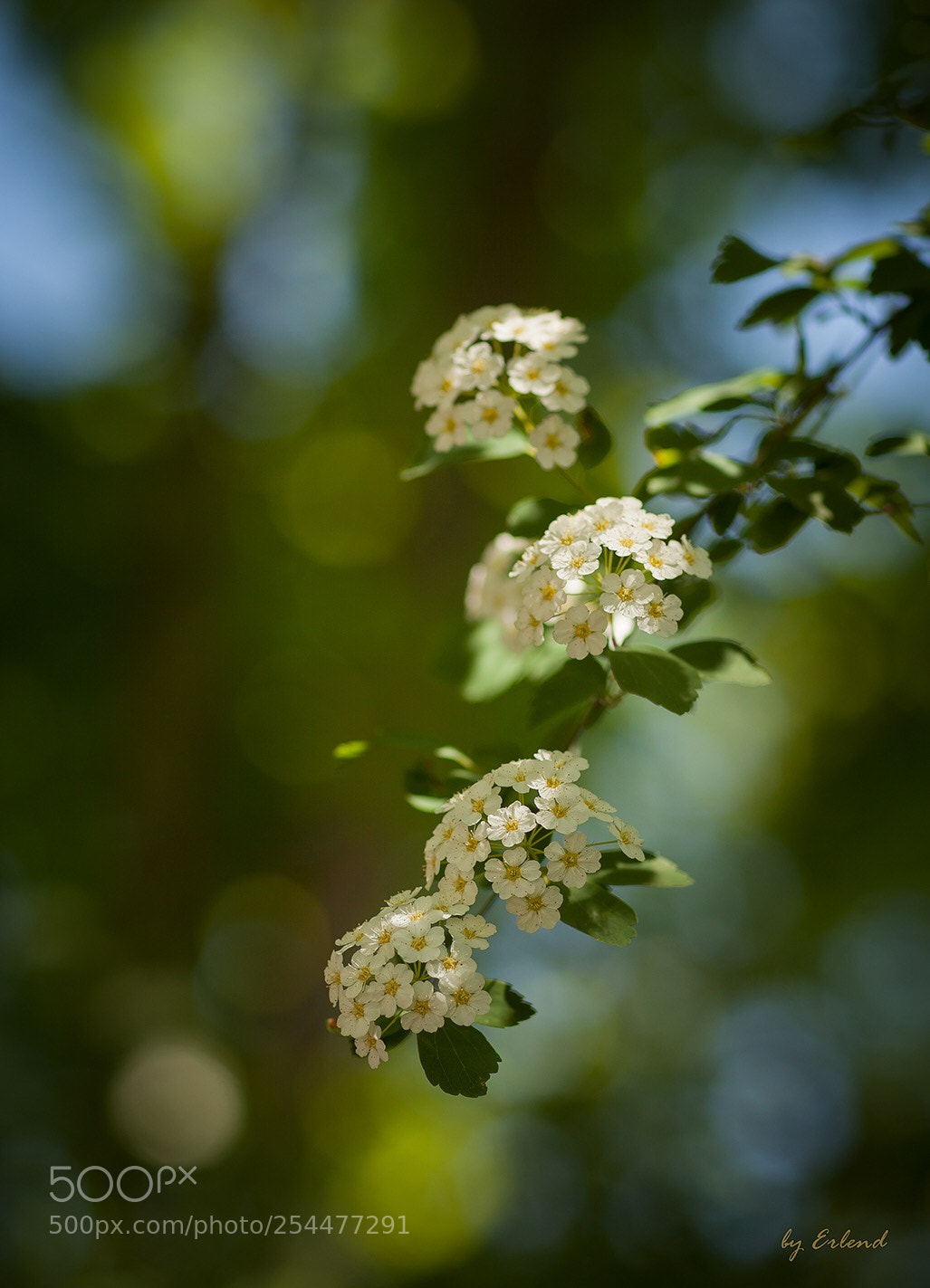 Canon EOS 5D Mark II sample photo. Spring  photography
