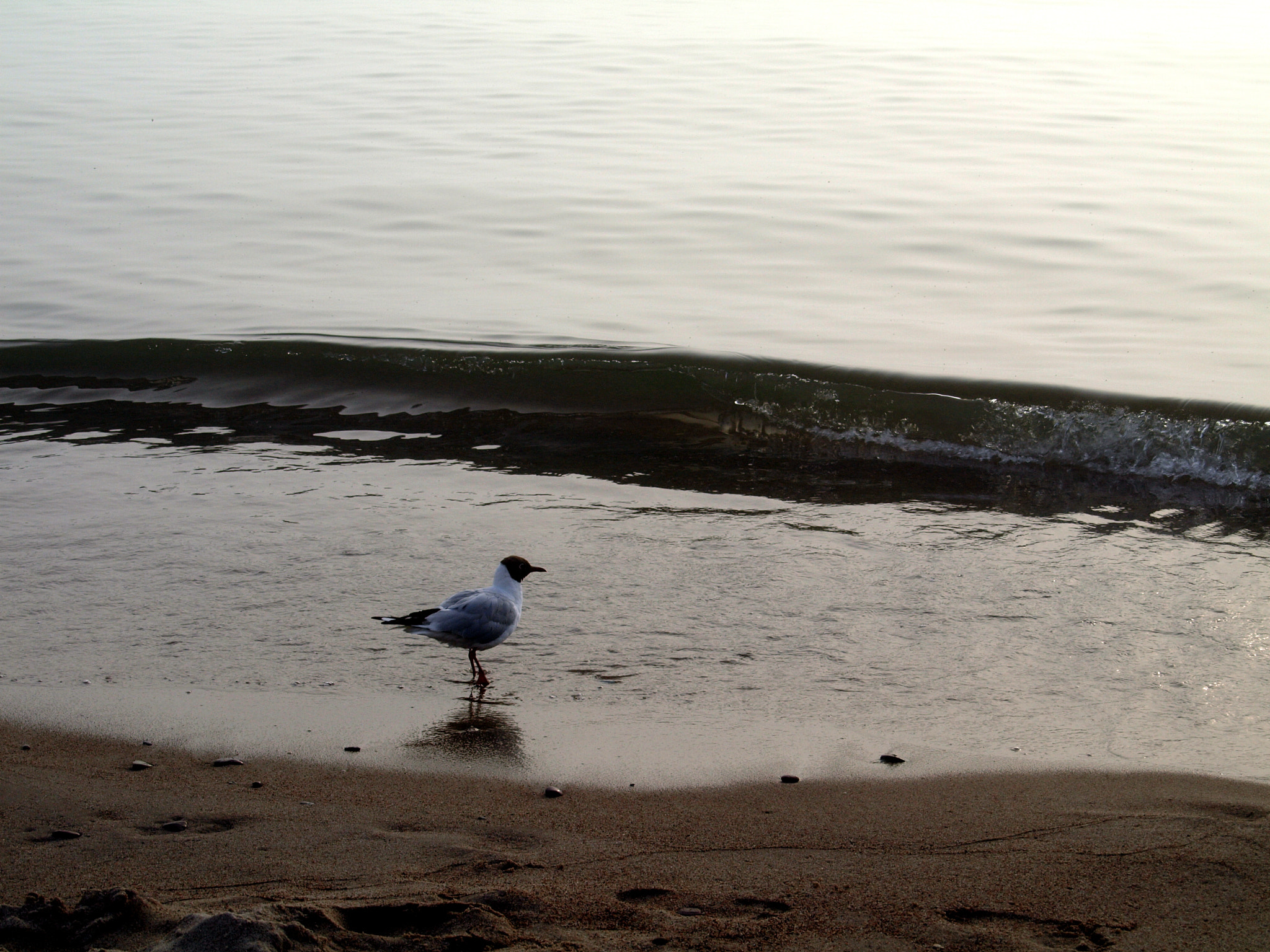 Olympus E-410 (EVOLT E-410) sample photo. ... photography