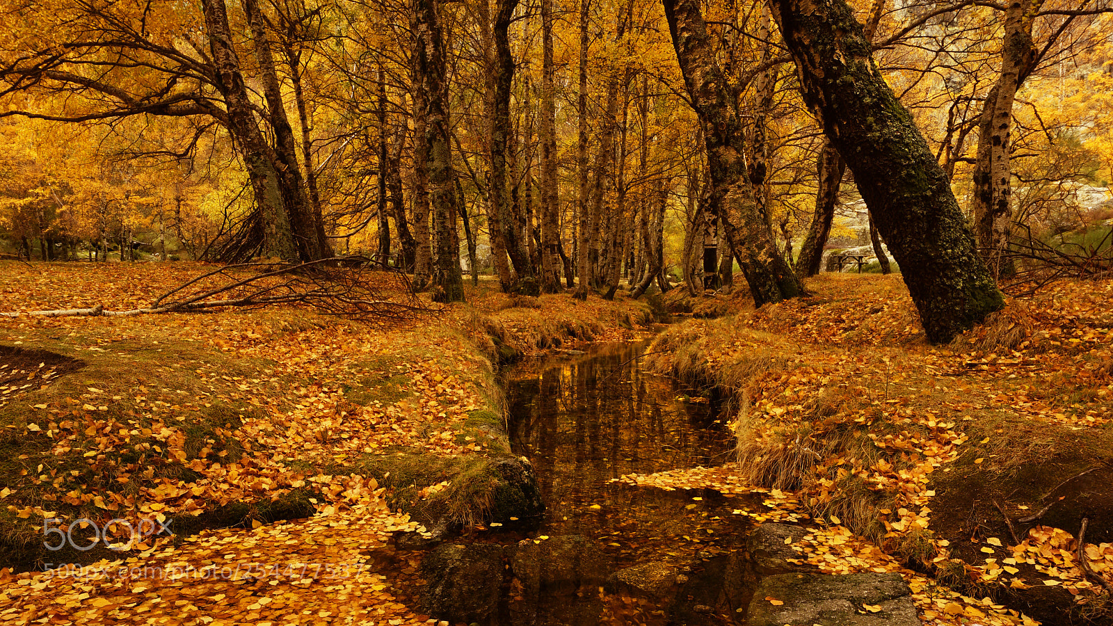 Sony a7 II sample photo. Autumn photography